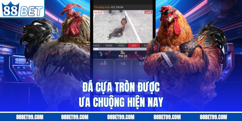 Đá cựa tròn được ưa chuộng hiện nay